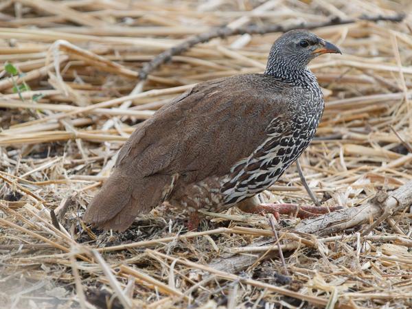 <h3><a href="/trips/tanzania/biota/animalia/chordata/aves/006 galliformes/005 phasianidae/pternistis hildebrandti/pternistis hildebrandti-nl.html">Pternistis&nbsp;hildebrandti</a> / Hildebrandt's&nbsp;francolin / Hildebrandts&nbsp;frankolijn</h3>OM-1 Mark II met OLYMPUS M.150-400mm F4.5 TC, 1/2000 sec  bij F5.6, ISO 4000, afstand 11.2&nbsp;m